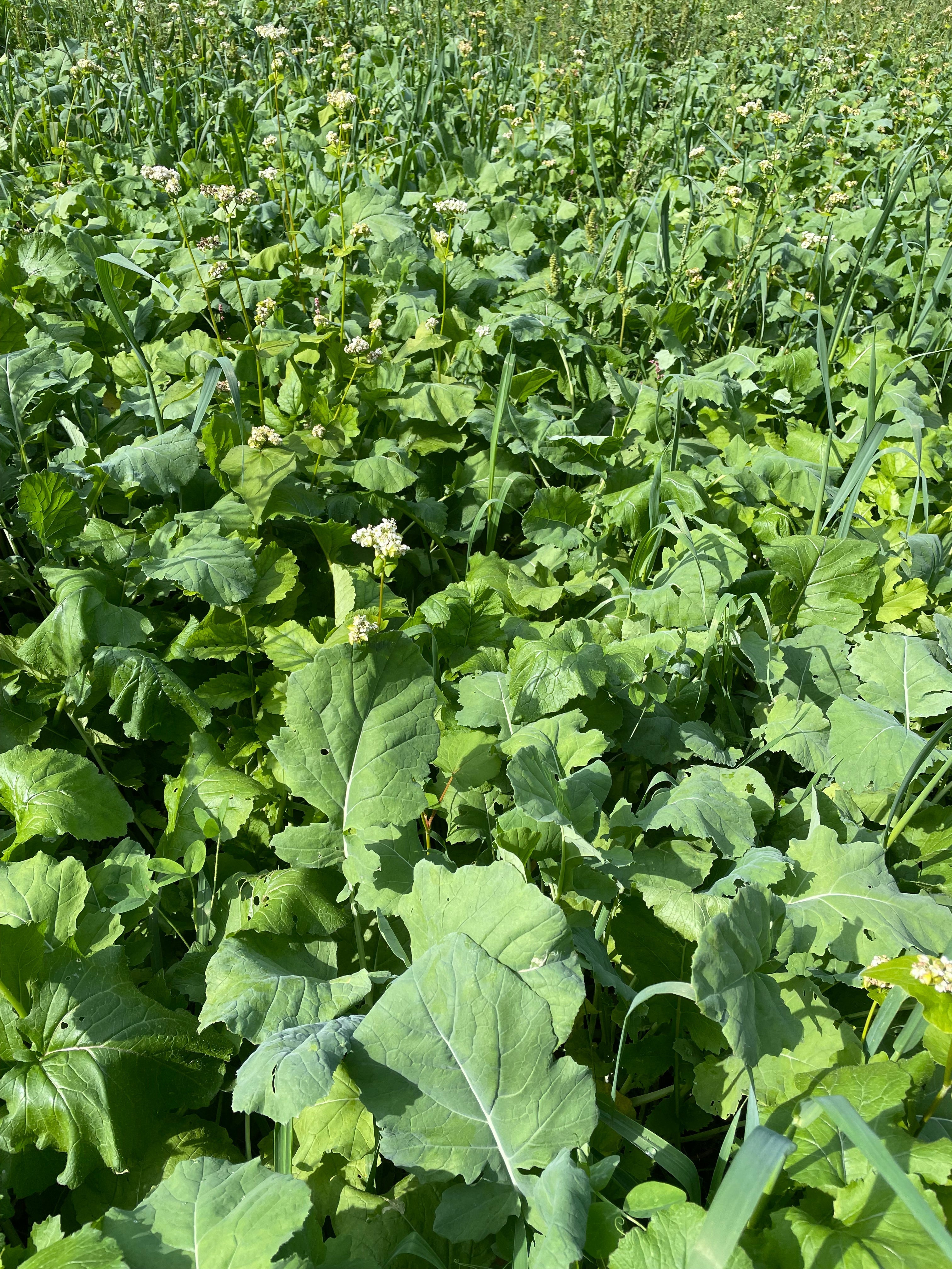 Fall Forage Flush (Seed+Fertilizer, Layer 2)
